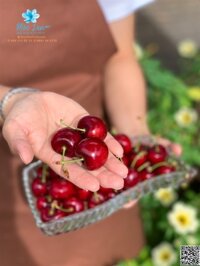 Cherry đỏ Úc size 30-32 (phổ thông) – KG