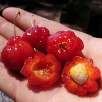 Cherry Surinam - cherry khía