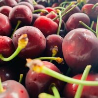 Cherry Úc đầu mùa