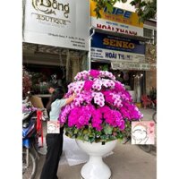 [Chỉ giao HCM] Lan hồ điệp trang trí đại sảnh hoa lụa đẹp hoa giả decor