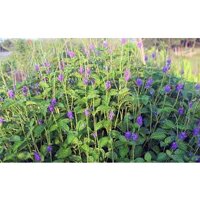 [Chỉ giao khu vực miền Nam] 1 kg thân lá Cỏ Đuôi Chuột tươi, đóng gói hút ẩm, đảm bảo tươi nguyên