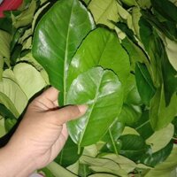 [Chỉ giao khu vực miền Nam] 1 kg lá Bưởi tươi, đóng gói hút ẩm, đảm bảo tươi nguyên