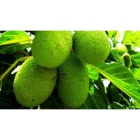 [Chỉ giao khu vực miền Nam] 1 kg lá Sa Kê tươi, đóng gói hút ẩm, đảm bảo tươi nguyên