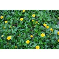 [Chỉ giao khu vực miền Nam] 1kg thân lá cây Sài Đất tươi (Xoài Đất - Húng Trám - Cúc Nháp)