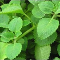 [Chỉ giao miền Nam] Nửa kg Rau Húng Chanh tươi, đóng gói hút ẩm, đảm bảo tươi nguyên (Tần dày lá)