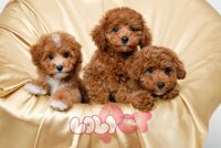 Chia sẻ về giống chó cảnh poodle