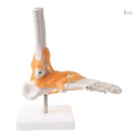 Chiến thắng 1 1 Bộ xương người Mô hình con người Khớp giải phẫu y tế Dây chằng mắt cá chân Giải phẫu