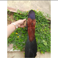 chim bìm bịp giả hàng bơm keo chống nước