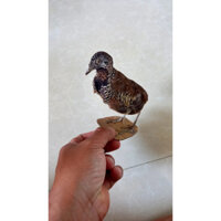 chim cút nhồi keo