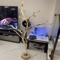 Chim đứng cành cây cực vẹt đứng thân cây gỗ đứng nĩa cây đu lồng chim gỗ nguyên khối chân đèn chết