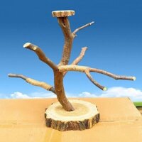 Chim Đứng Vẹt Để Bàn Nhánh Huấn Luyện Đứng Phượng Hoàng Đen Da Hổ Hoa Mẫu Đơn Đăng Nhập Tầng Đứng C