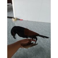 chim quốc giả - bịp giả nhồi keo loại 1 lông siêu bóng mượt