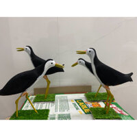 Chim quốc giả cao su non