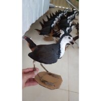 chim quốc giả cực đẹp bơm keo