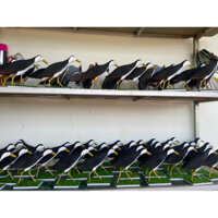 Chim quốc giả malai cao su non