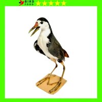 Chim Quốc Giả Mẫu Mới 2024