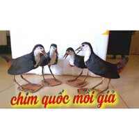 chim quốc giả nhồi keo bền đẹp