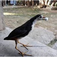 Chim Quốc Mồi giả ĐÁNH HIỆU quả 2021 ( Bịp bơm keo cực đẹp mắt đỏ giống 99% con thật, bảo hành 2 năm không hư )