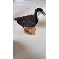 Chim quốc nhồi keo