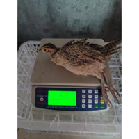 chim trĩ 135k/1 con 4-5 lạng