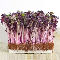 [Chính hãng] 1kg Hạt Giống Rau Mầm Củ Cải Đỏ - Giòn, Ngọt, Dinh Dưỡng