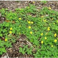 [Chính hãng] HẠT GIỐNG CỎ LẠC DẠI - ĐẬU PHỘNG CHẤT LƯỢNG CAO, GIỐNG CHUẨN DỄ TRỒNG 300 hạt