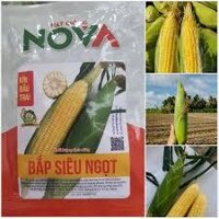 [Chính hãng] HẠT GIỐNG NGÔ ( BẮP ) SIÊU NGỌT NOVA 100GRAM - HẠT NGÔ ĐỀU ĐẸP, NĂNG SUẤT CAO
