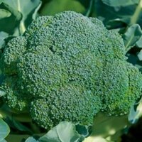 [Chính hãng] Hạt giống Súp lơ xanh F1 (VA.Marathone) – 3.300 Hạt - Năng Suất Cao