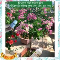 {CHÍNH HÃNG} Kích mầm T90, kích cho cây mai vàng, phong lan, hoa hồng, cây bonsai cam kết hiệu quả 100%