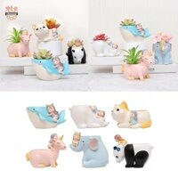 Chiwanji Mini Chậu Cây Cảnh mọng Nước Để Bàn Thịt Chậu Cây Trong Nhà e Trang Trí Ngoài Trời