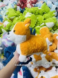 Chó Bông Corgi Đứng