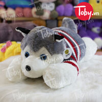 Chó Bông Husky – Chó Bông Alaska