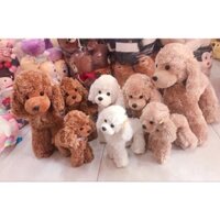 Chó Bông Poodle xịn sò đáng yêu