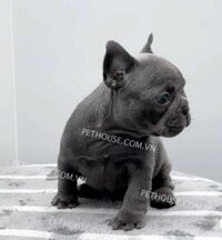 Chó Bull Pháp Blue mã BP815