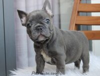 Chó Bull Pháp màu blue mã BP1102