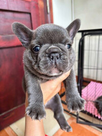 Chó Bull Pháp màu blue mã BP3124