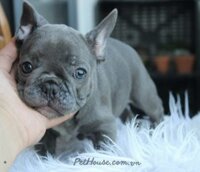 Chó Bull Pháp màu blue xám mã BP1103