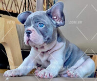 Chó Bull Pháp VIP màu blue pied mã BP1296