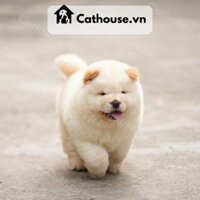 Chó Chow Chow Màu Vàng Nhạt