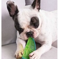 Chó Mài Đồ Chơi Mô Phỏng Chống Mài Mòn Răng Làm Sạch Răng Mèo Làm Sạch Răng Chó Đồ Chơi Đa Năng Đồ Dùng Cho Thú Cưng B3.9