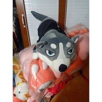 chó ngáo 80cm