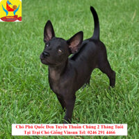 Chó Phú Quốc Đen Tuyền Thuần Chủng 2 Tháng Tuổi Tại Trại Chó Giống Vinsun