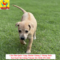 Chó Phú Quốc Vàng Thuần Chủng 2 Tháng Tuổi Vinsun