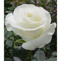 [Chuẩn Giống F1] COM BO 3 bầu ươm cây giống hoa hồng CỔ TRẮNG BẠCH XẾP-Giống hồng cổ trắng đẹp và sai hoa