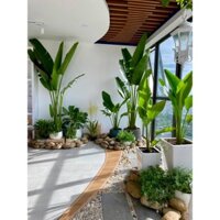 Chuối cảnh - chuối dẻ quạt