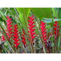 Chuối cảnh Thái- Hoa Đuôi Cá- Chậu cây giống