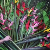 Chuối Cảnh Thái- Hoa Đuôi Cá- CHẬU CÂY GIỐNG