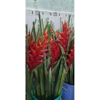 Chuối Cảnh Thái- Hoa Đuôi Cá- CHẬU CÂY GIỐNG