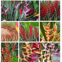 Chuối Cảnh Thái- Hoa Đuôi Cá- CHẬU CÂY GIỐNG