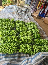 chuối cau đẹp mê ly 6k